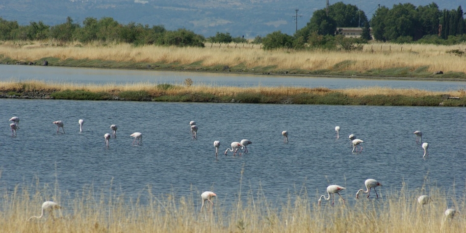 flamingos