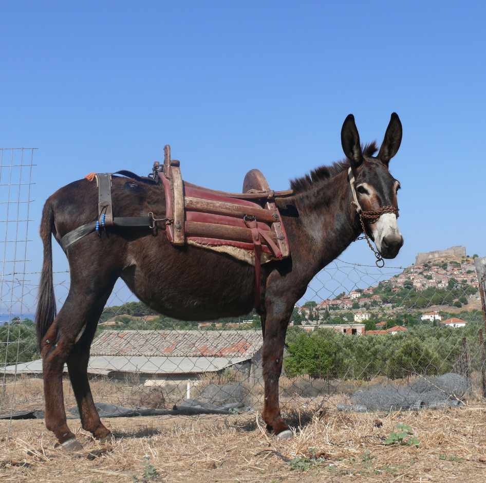Anneke Kamerling onderweg